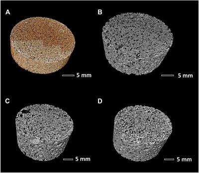 Biosilicate® Glass-Ceramic Foams From Refined Alkali Activation and Gel Casting